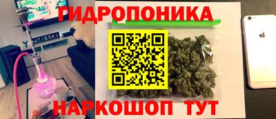 шишки Аша